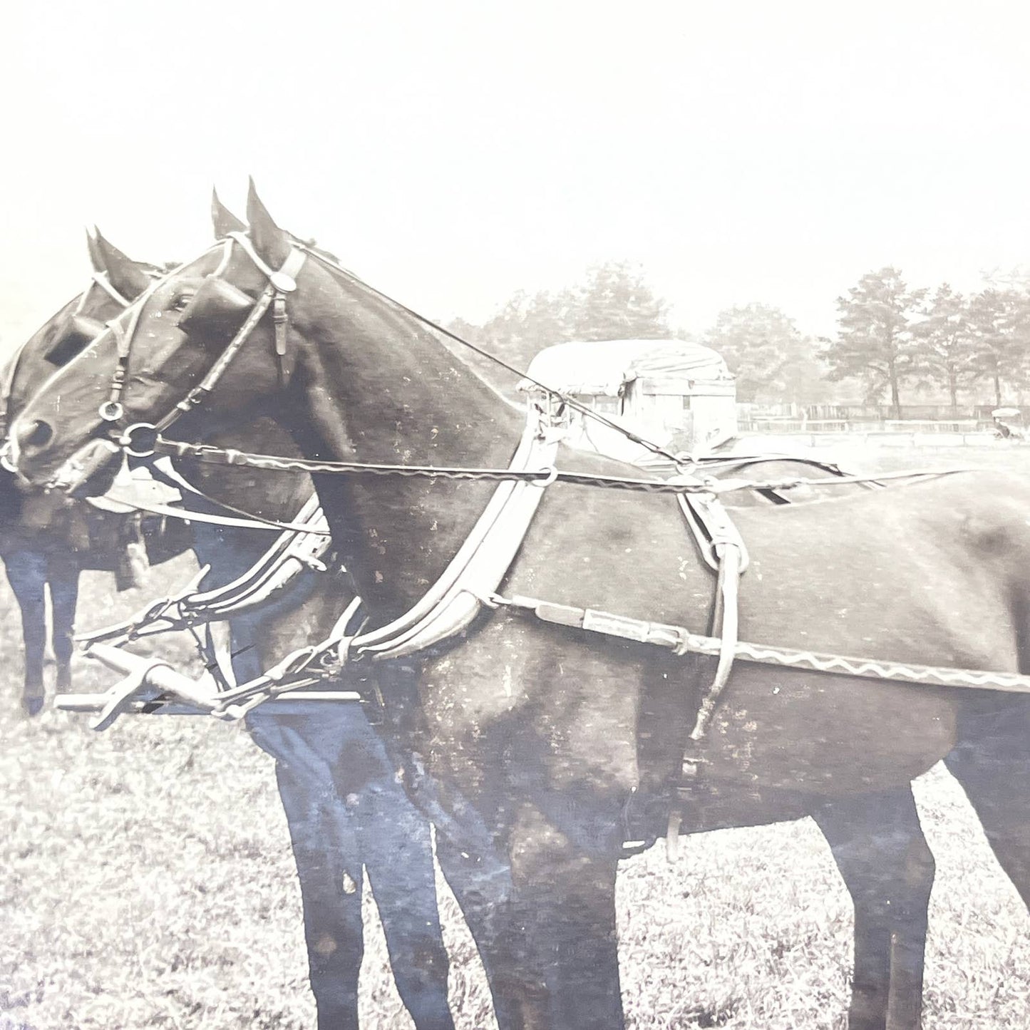 Antique Victorian Photo Man in Hat w/ Daughters Riding Horse Drawn Carriage FL4