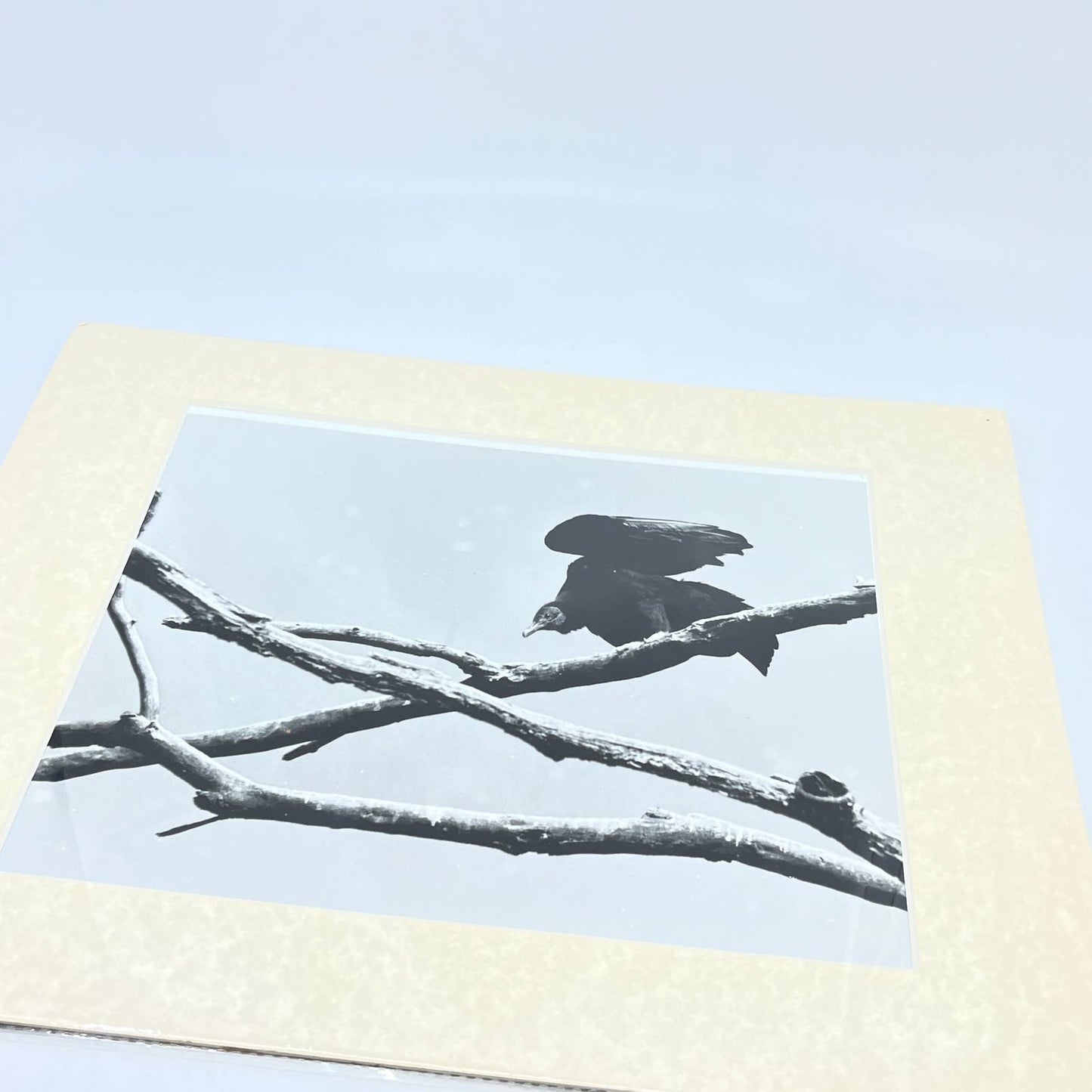 Vintage Original Matted Photo "The Buzzard" Randolph Allen Kennedy 11x14 FL4
