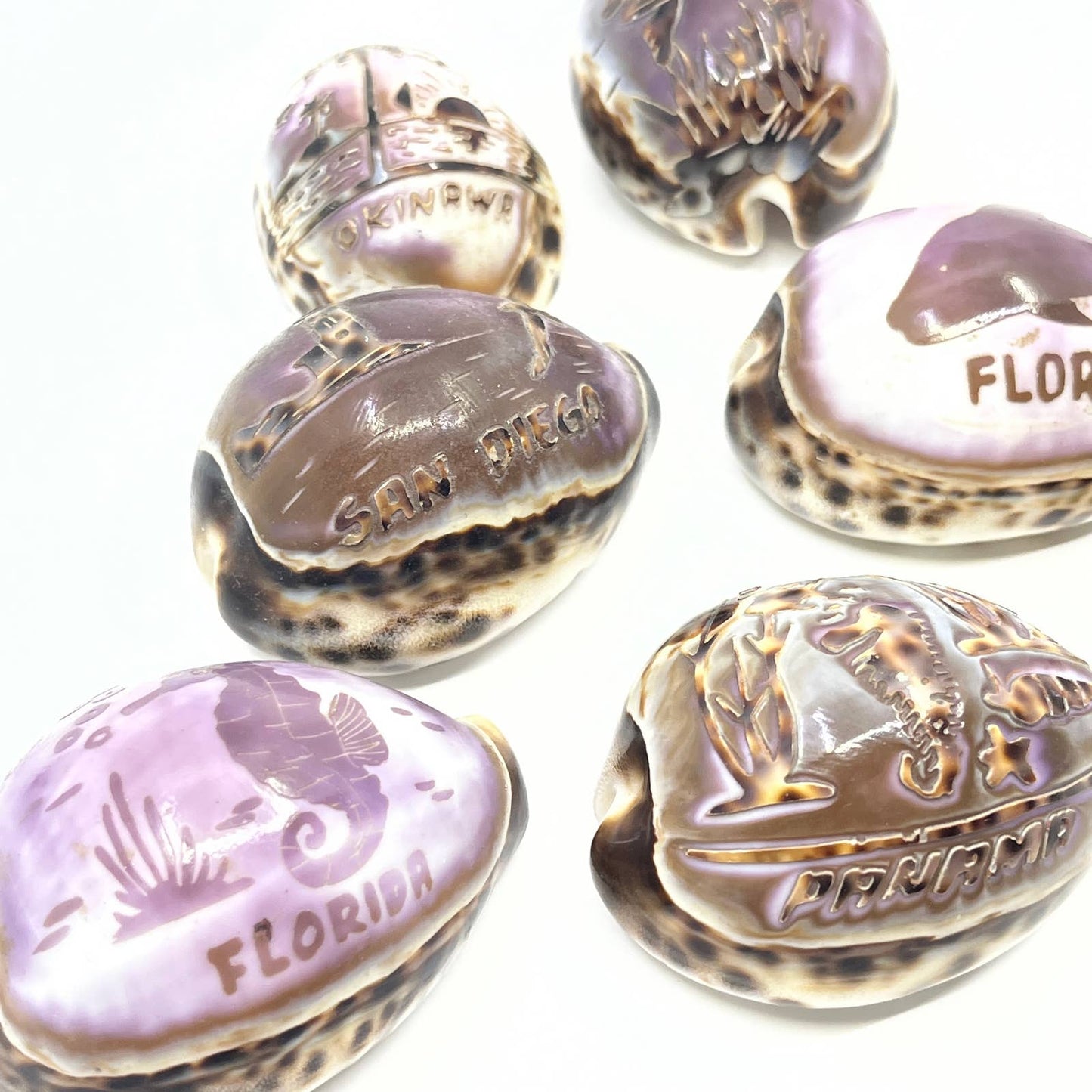 Lot Of 7 Hand Carved Tiger Cowrie Shells Hawaii Florida Panama Okinawa TG5