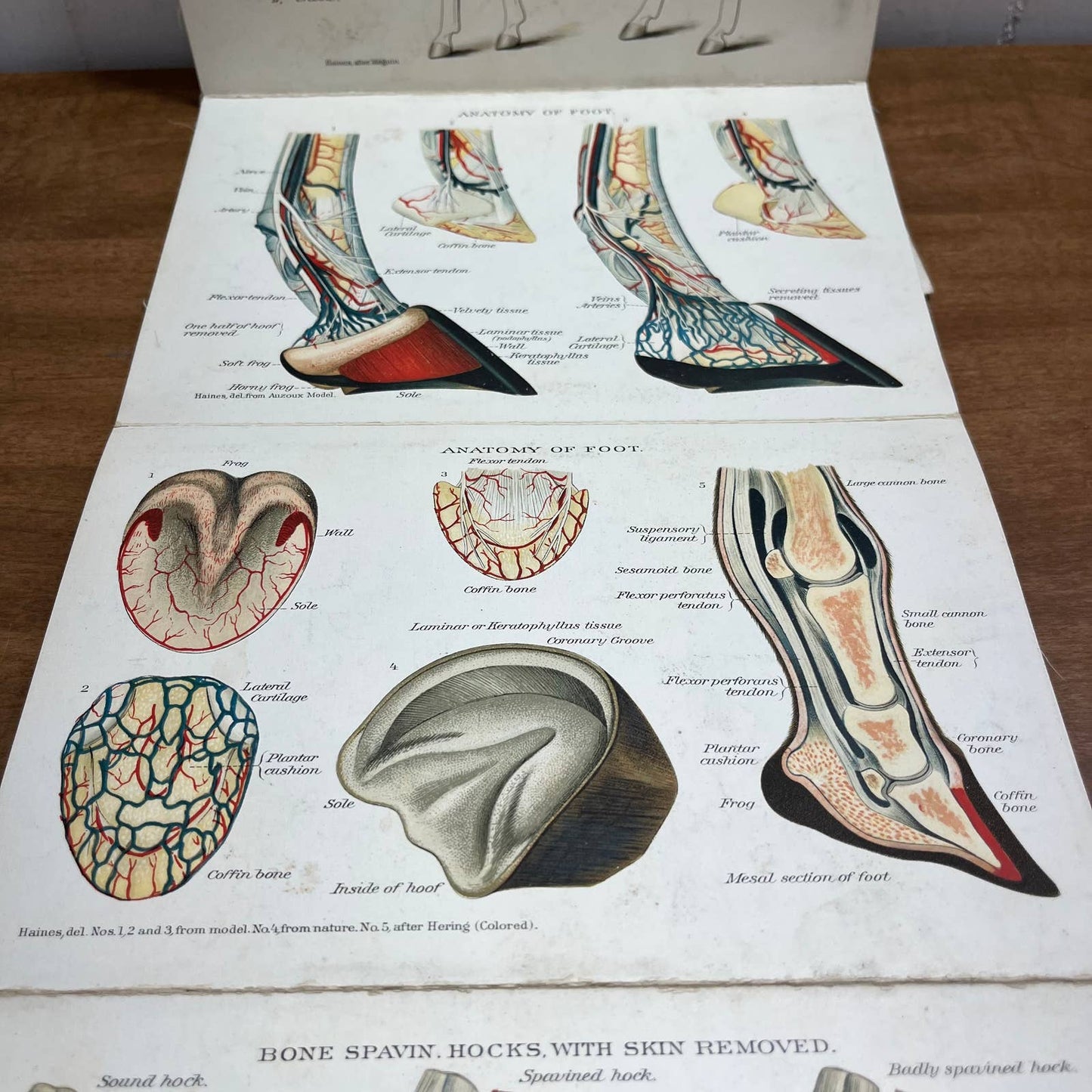 Early 1900s Anatomy of a Horse Fold Out Vibrant Lithograph 8 Panels 8 x 5” A4