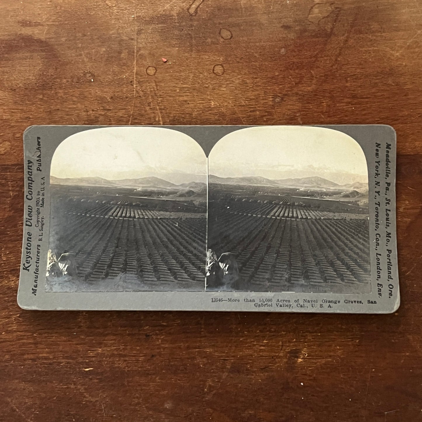 Navel Orange Groves San Gabriel Valley CA 1903 Antique Stereoview Card H2-2