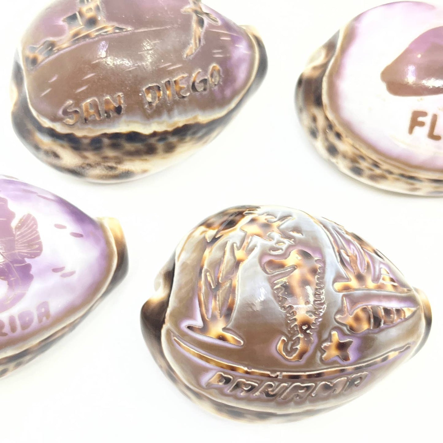 Lot Of 7 Hand Carved Tiger Cowrie Shells Hawaii Florida Panama Okinawa TG5