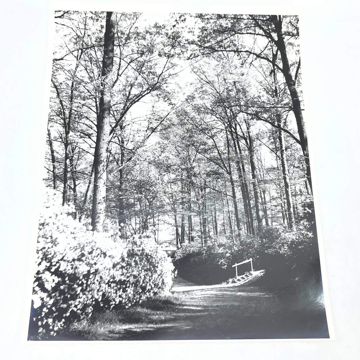 1950s Original B&W Photo Stairs in the Forest Randolph Allen Kennedy 11x14 FL4-1