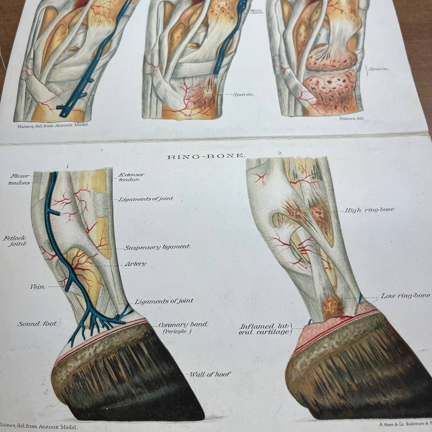 Early 1900s Anatomy of a Horse Fold Out Vibrant Lithograph 8 Panels 8 x 5” A4