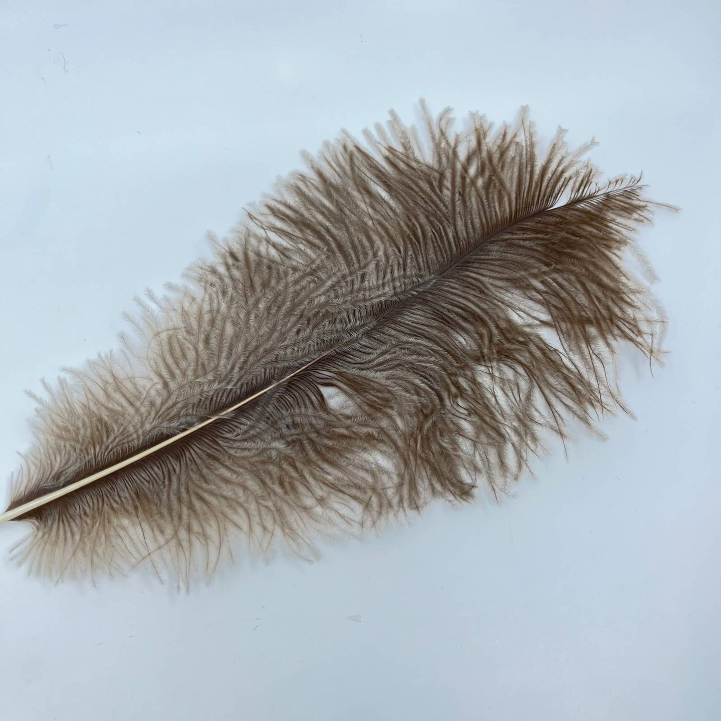 Set of 3 Large Ostrich Drab Feathers ~12” Each TE5