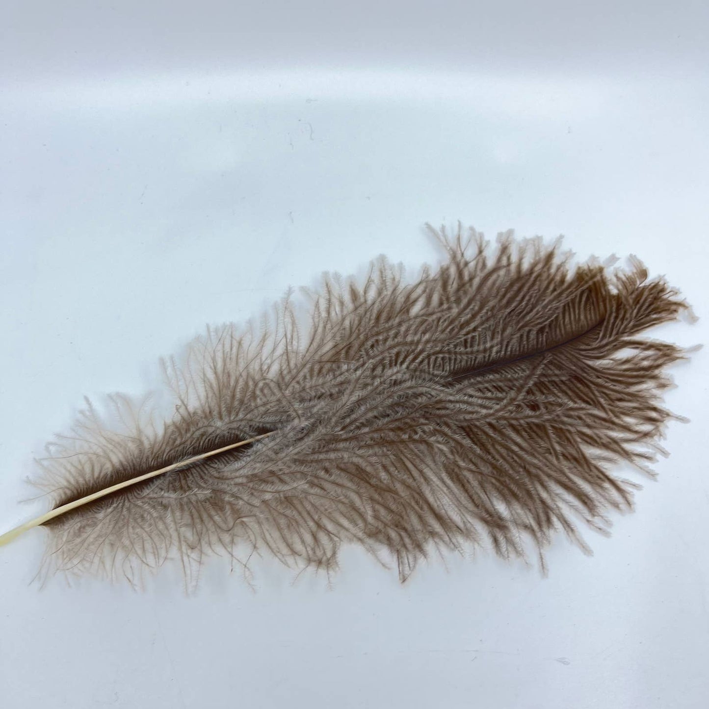 Set of 3 Large Ostrich Drab Feathers ~12” Each TE5