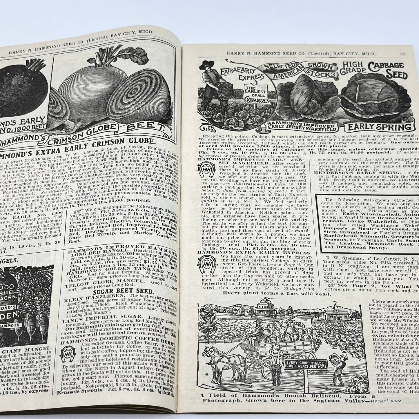 Harry Hammond Seed Co. 1904 Catalog Bay City MI Giant Potato Sensation TF7