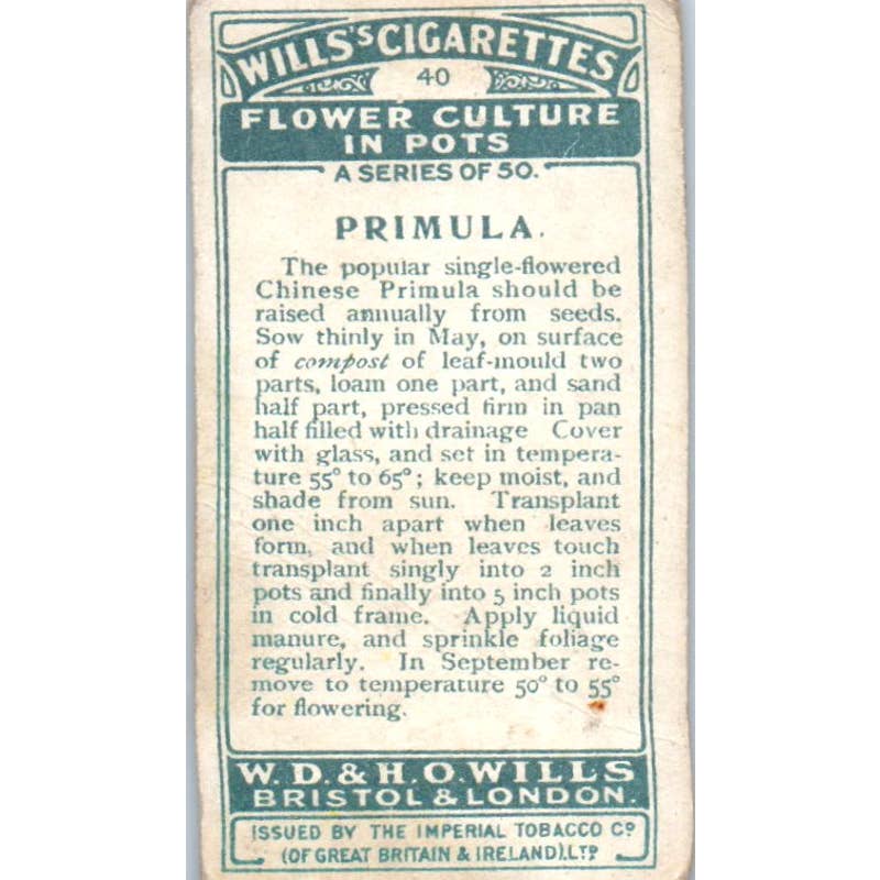 1925 Wills's Cigarette Card Flower Culture in Pots #40 Primula SE5