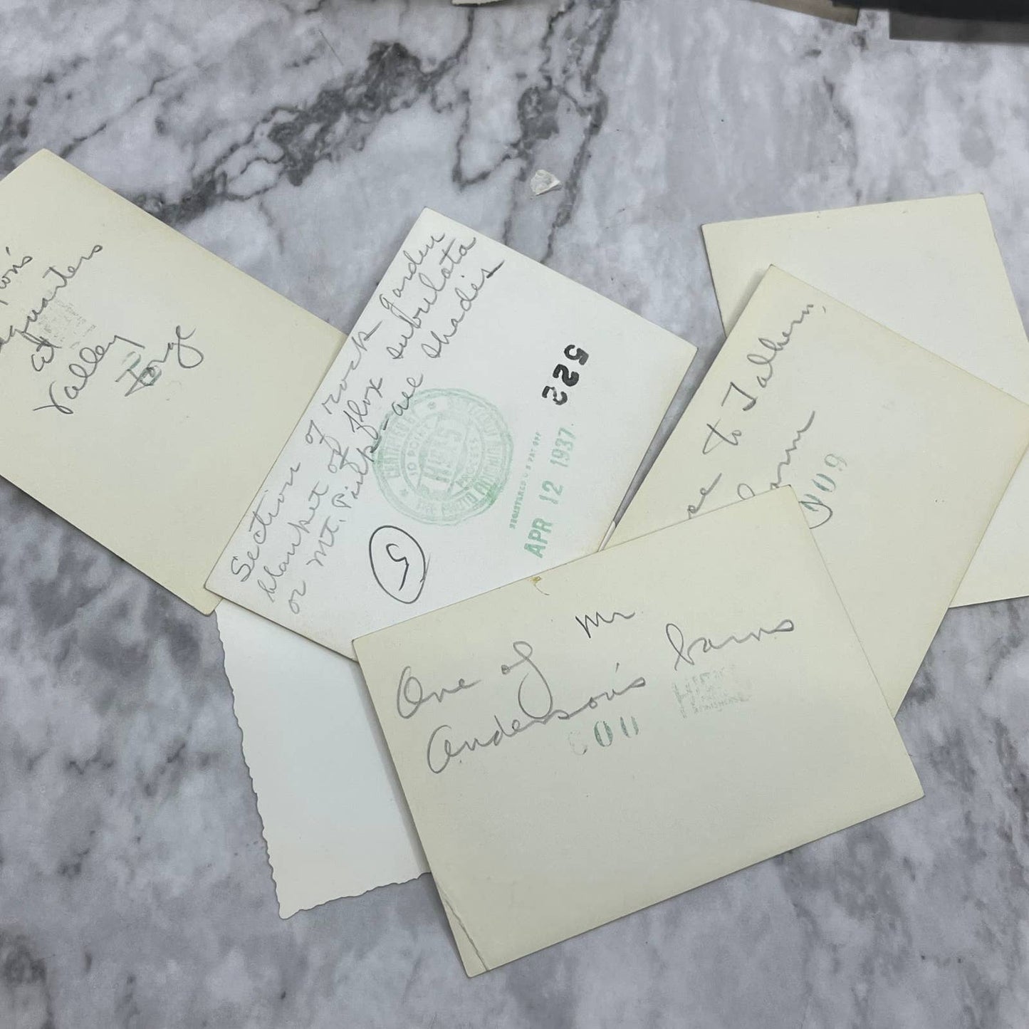 1930s Collection of Photos & Negatives Talhern Farms Paoli PA E.T. Trigg TK1-PL