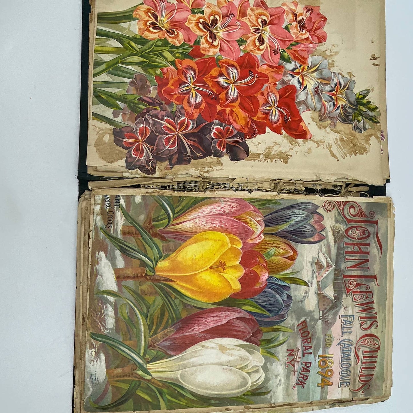 1880s -1910s LOADED Victorian Scrapbook From Richmondville NY TG3