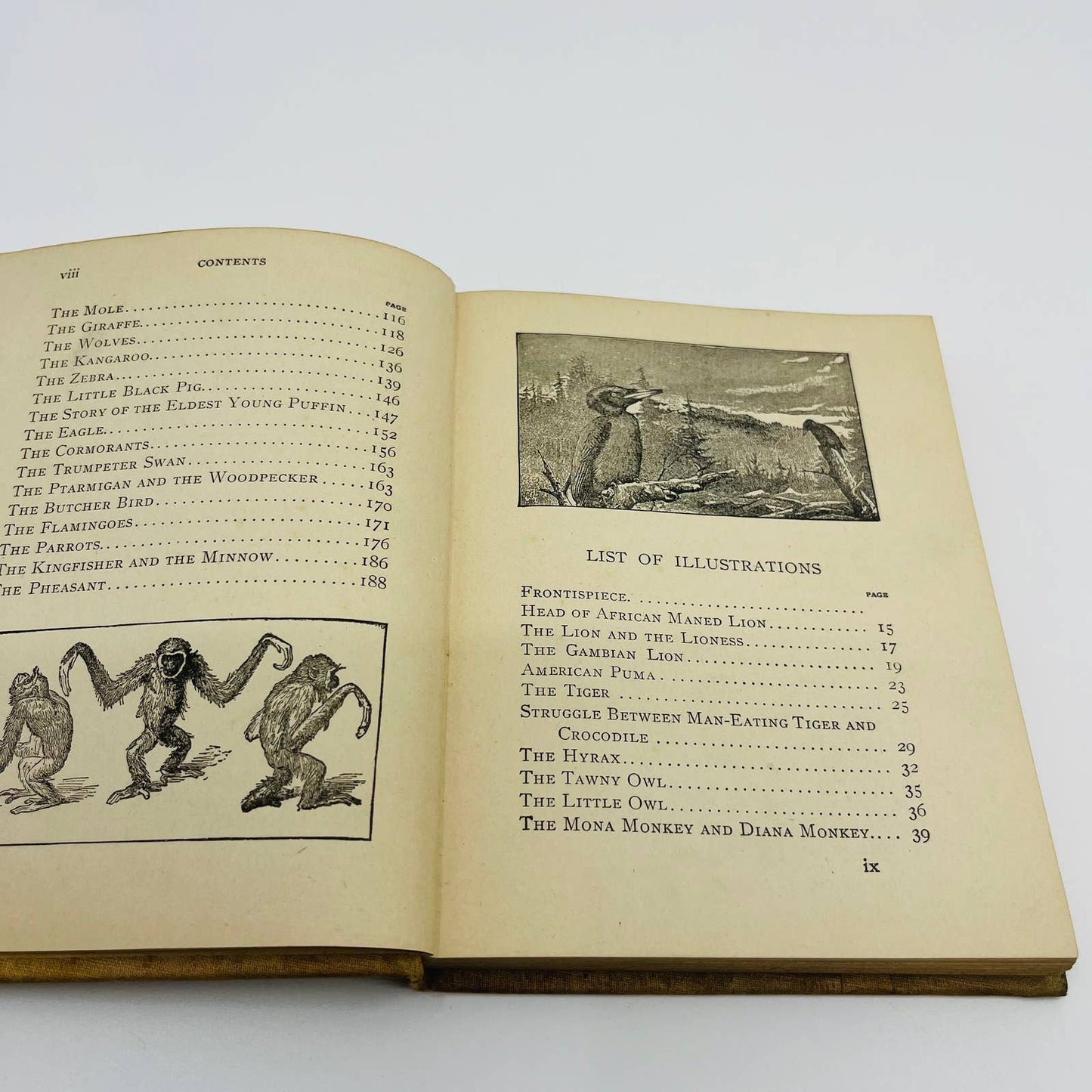 1902 Animal Stories for Little People - Children’s Book 70 Illustrations TD5