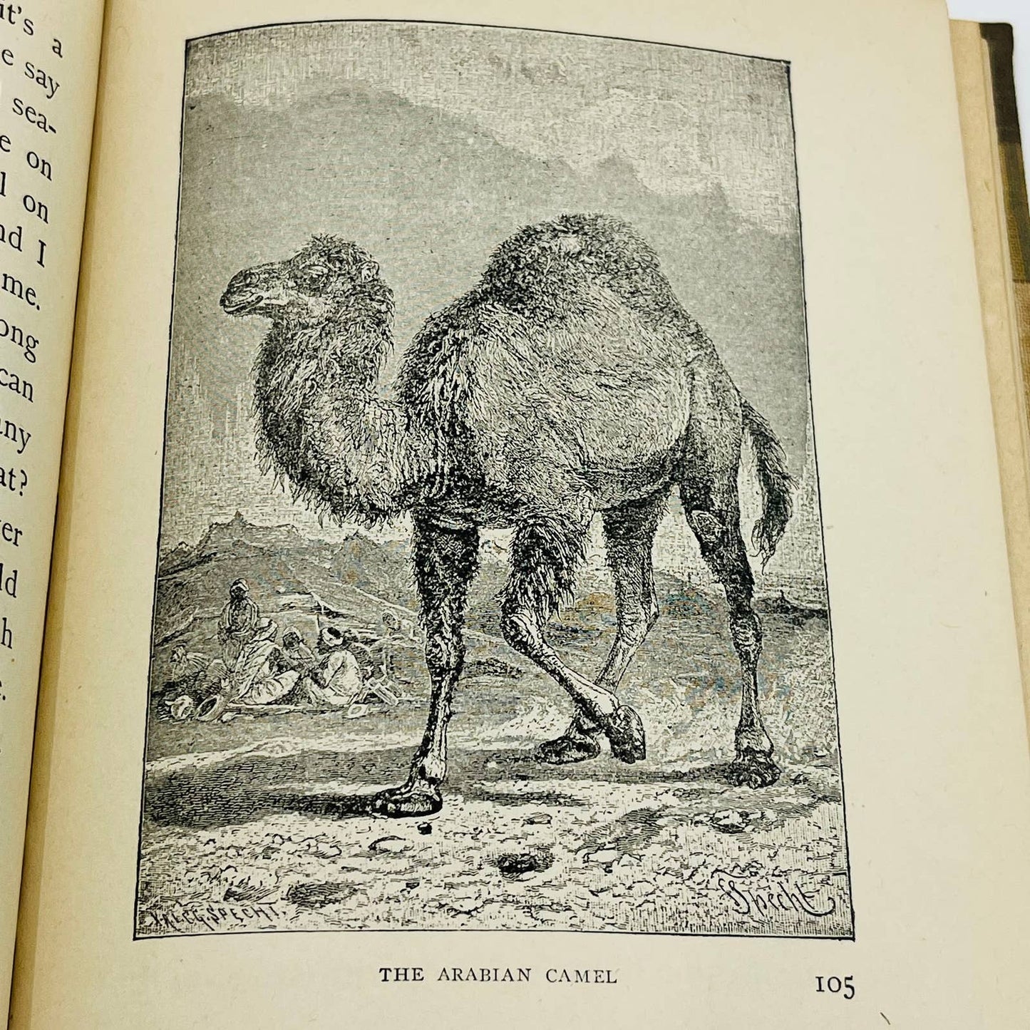 1902 Animal Stories for Little People - Children’s Book 70 Illustrations TD5