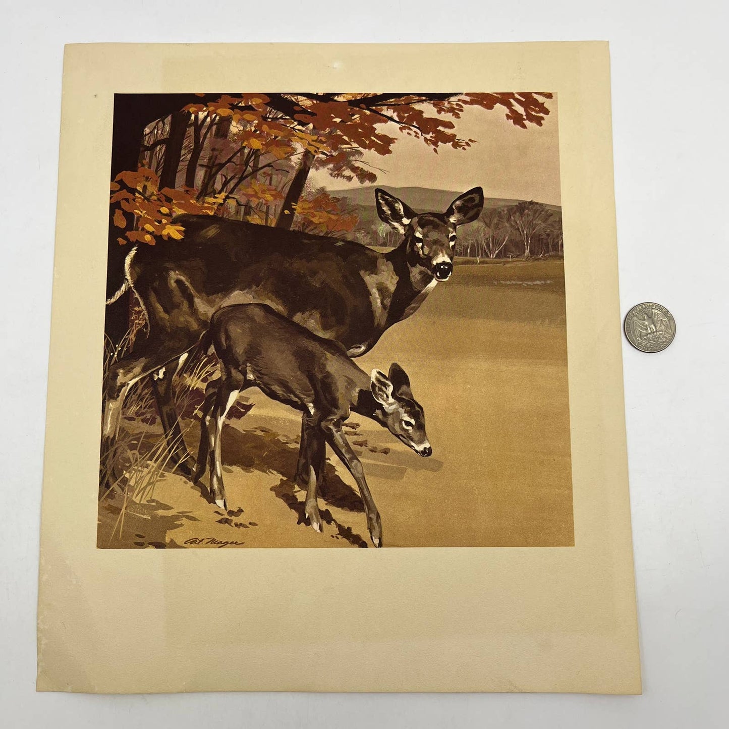 1950's Vintage Authur Magee Print First Steps w/Deer ~10x12" FL5