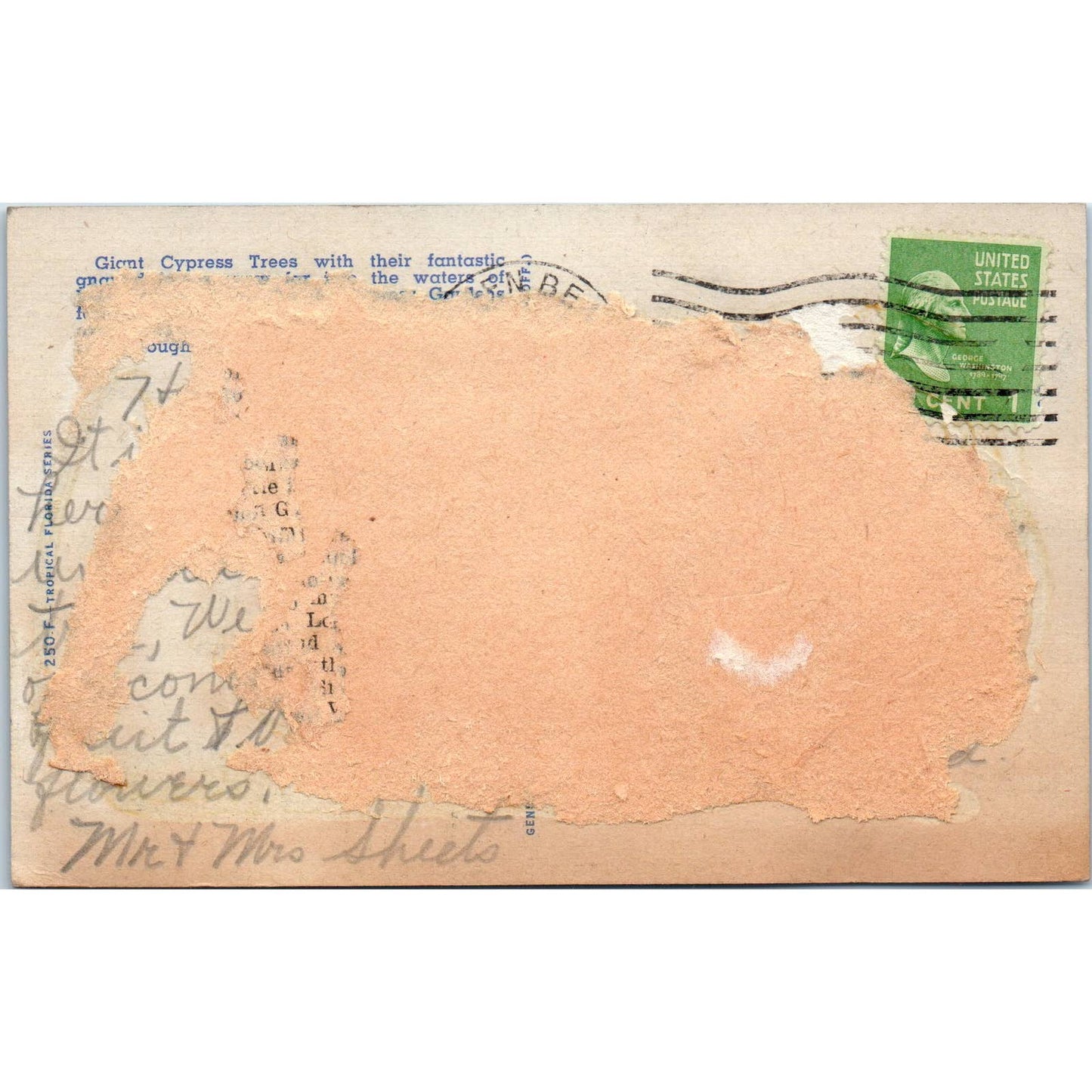 Vintage Postcard Cypress Trees and Knees Florida Cypress Gardens SF2