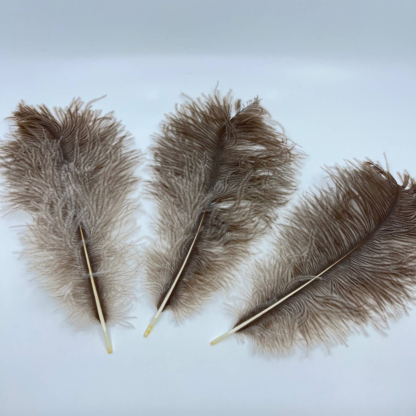 Set of 3 Large Ostrich Drab Feathers ~12” Each TE5