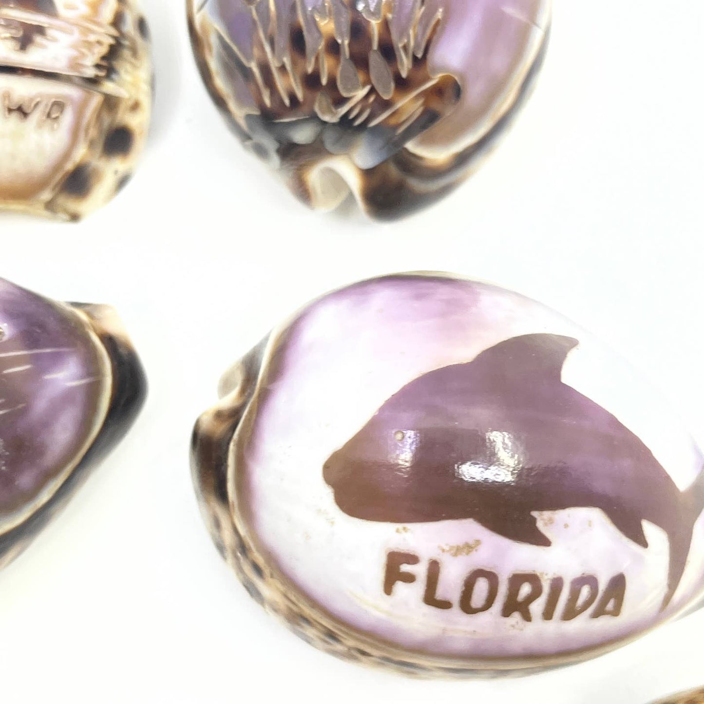 Lot Of 7 Hand Carved Tiger Cowrie Shells Hawaii Florida Panama Okinawa TG5