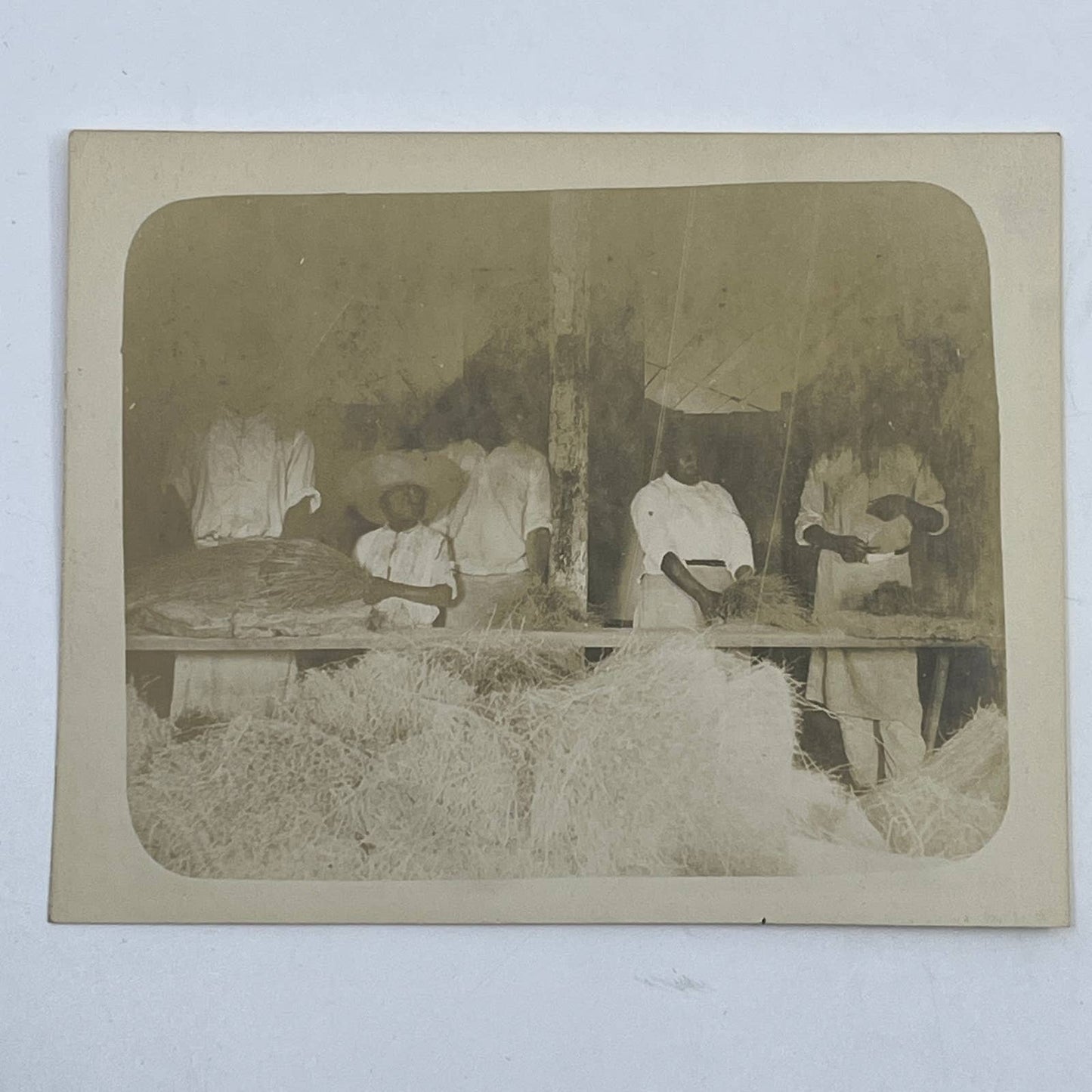 1903 Original Photo Classifying & Separating Broomroot Las Vigas Veracruz AC7