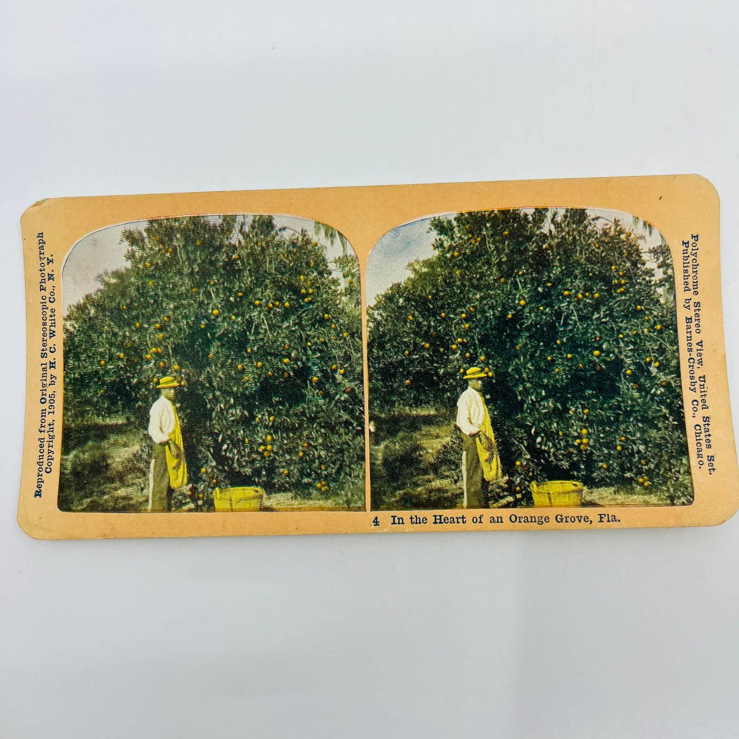 1905 Stereoview Card African American Man in Orange Grove in Florida