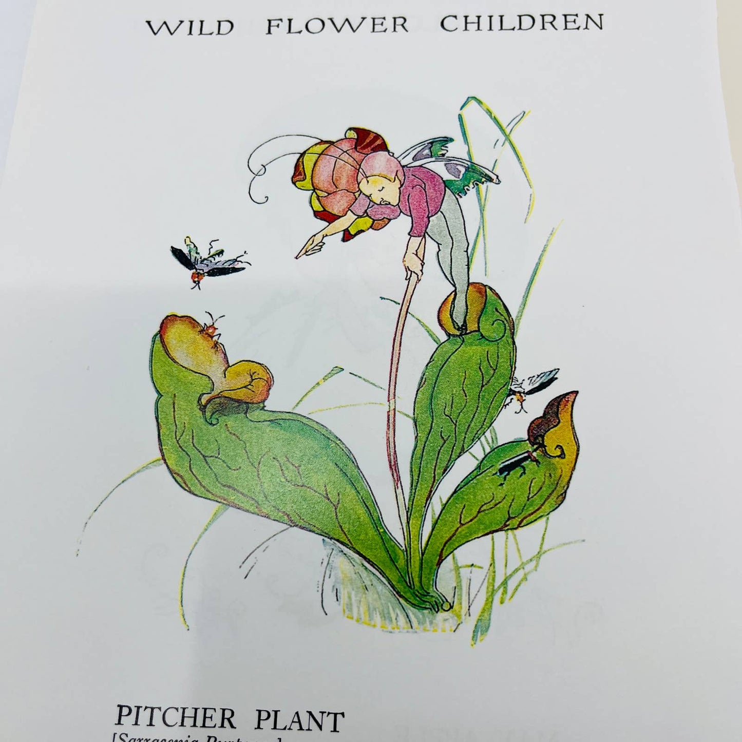 Set of 4 Bird Children MT Ross Litho Double Sided Pages and 1912 Book Cover C7