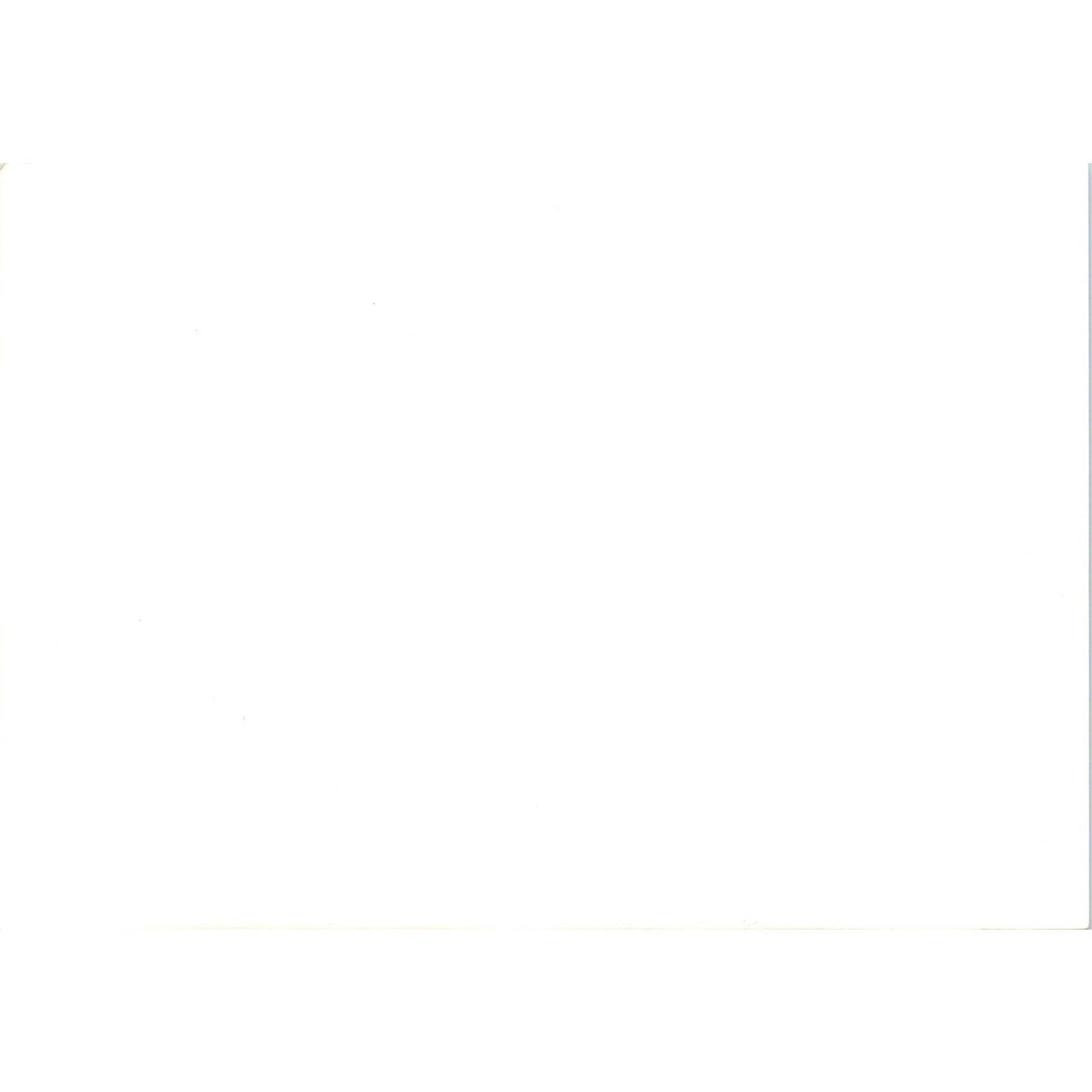 c1970 Original Photograph Ornithogalum Star of Bethlehem Flowers 5x7" AD6