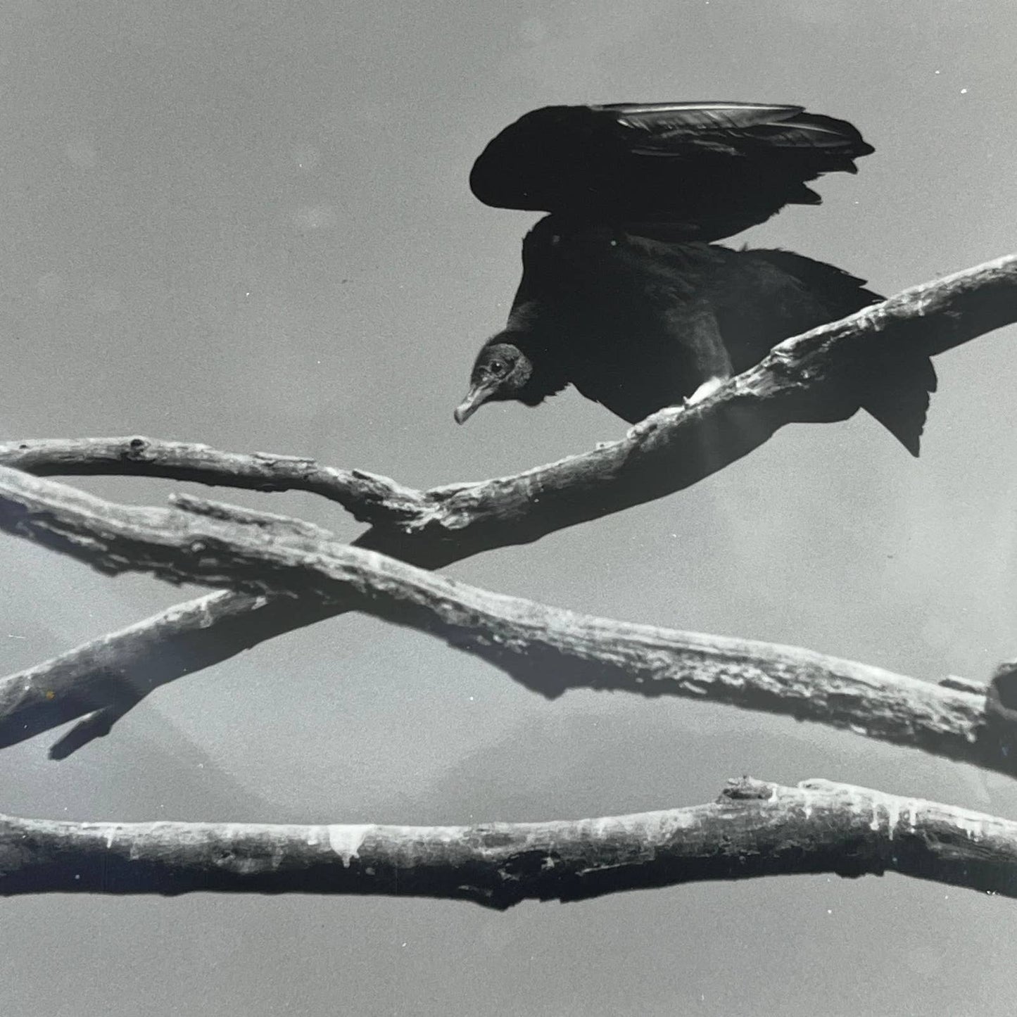 Vintage Original Matted Photo "The Buzzard" Randolph Allen Kennedy 11x14 FL4