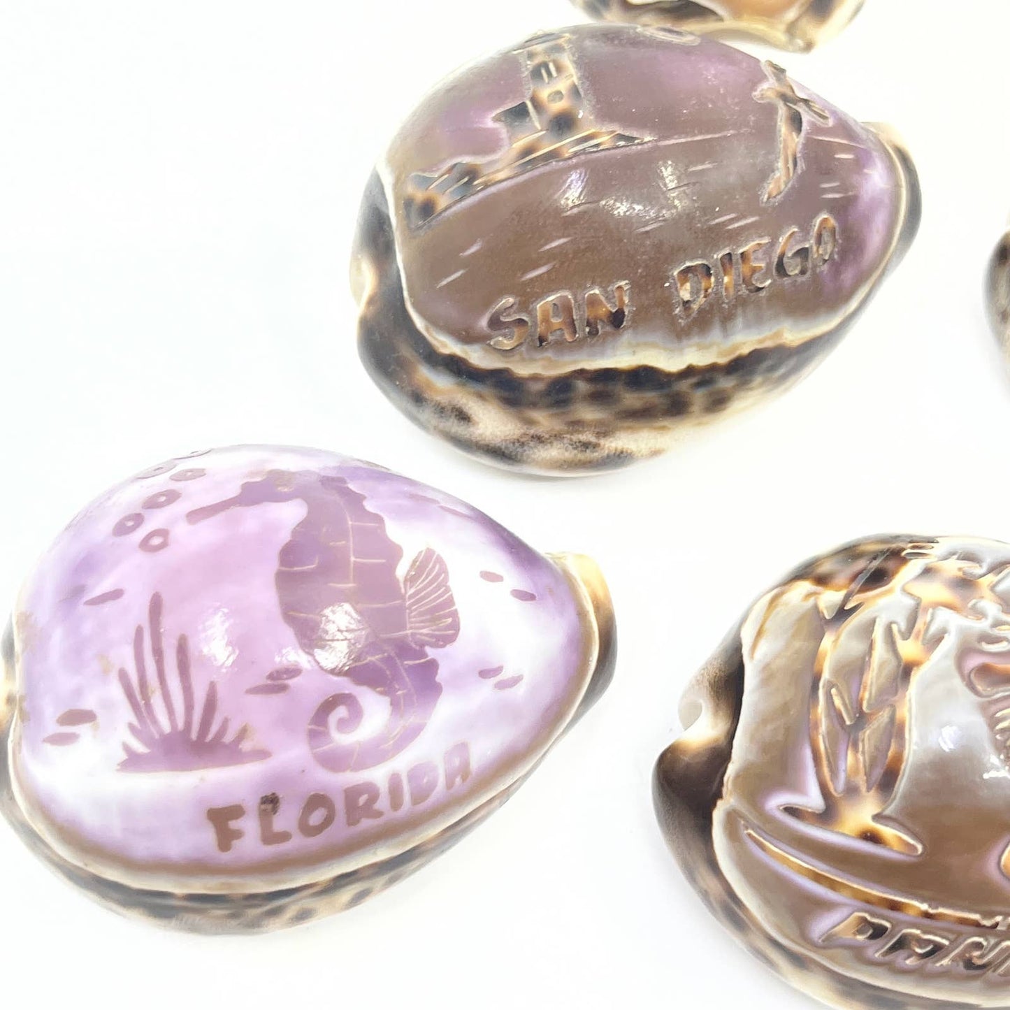 Lot Of 7 Hand Carved Tiger Cowrie Shells Hawaii Florida Panama Okinawa TG5