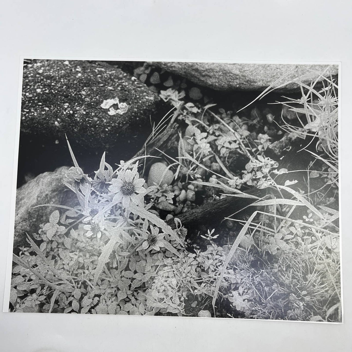 1950s Original B&W Photo Flannel Flower Randolph Allen Kennedy 11x14 FL4
