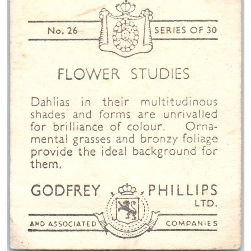Godfrey Phillips Flower Studies #26 Dahlias Cigarette Card SE5