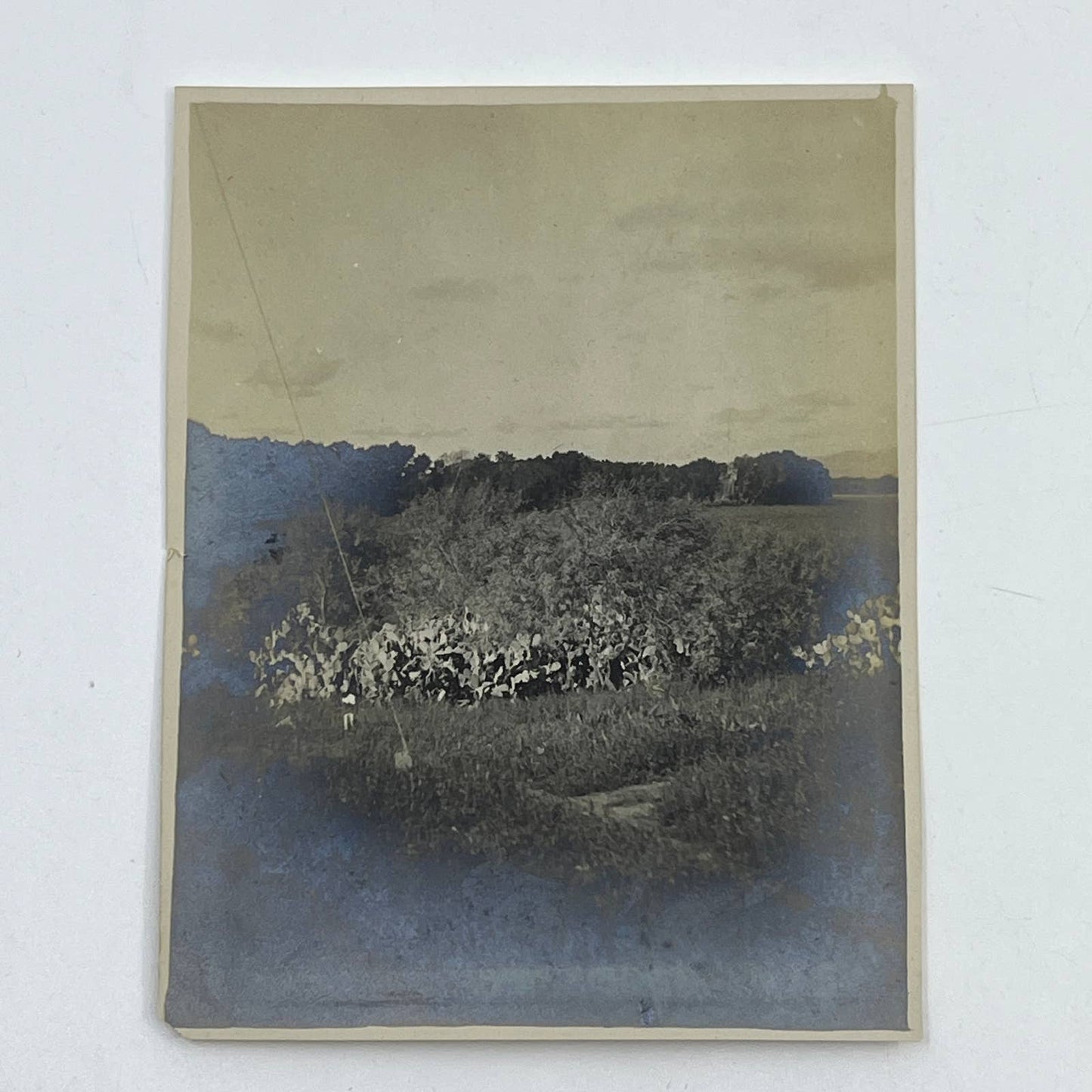 1903 Original Sepia Photograph Cactus Trees in Texas AC7