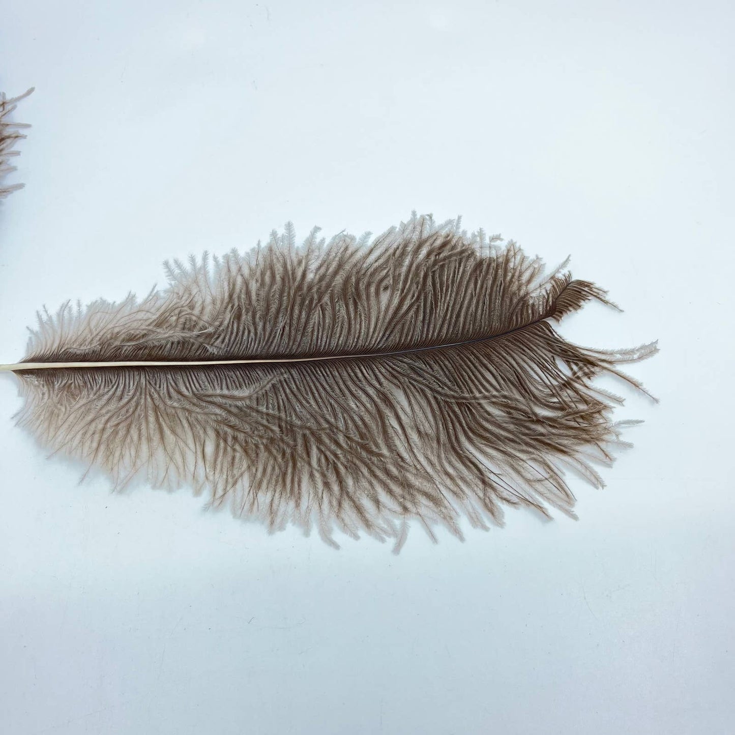 Set of 3 Large Ostrich Drab Feathers ~12” Each TE5