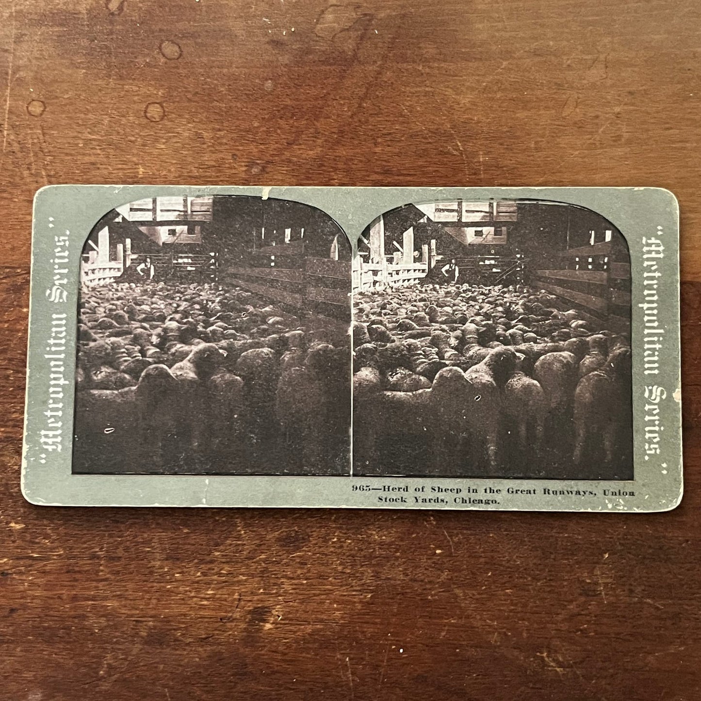 Herd of Sheep, Great Runways Union Stockyards Chicago Antique Stereoview TJ9-V2