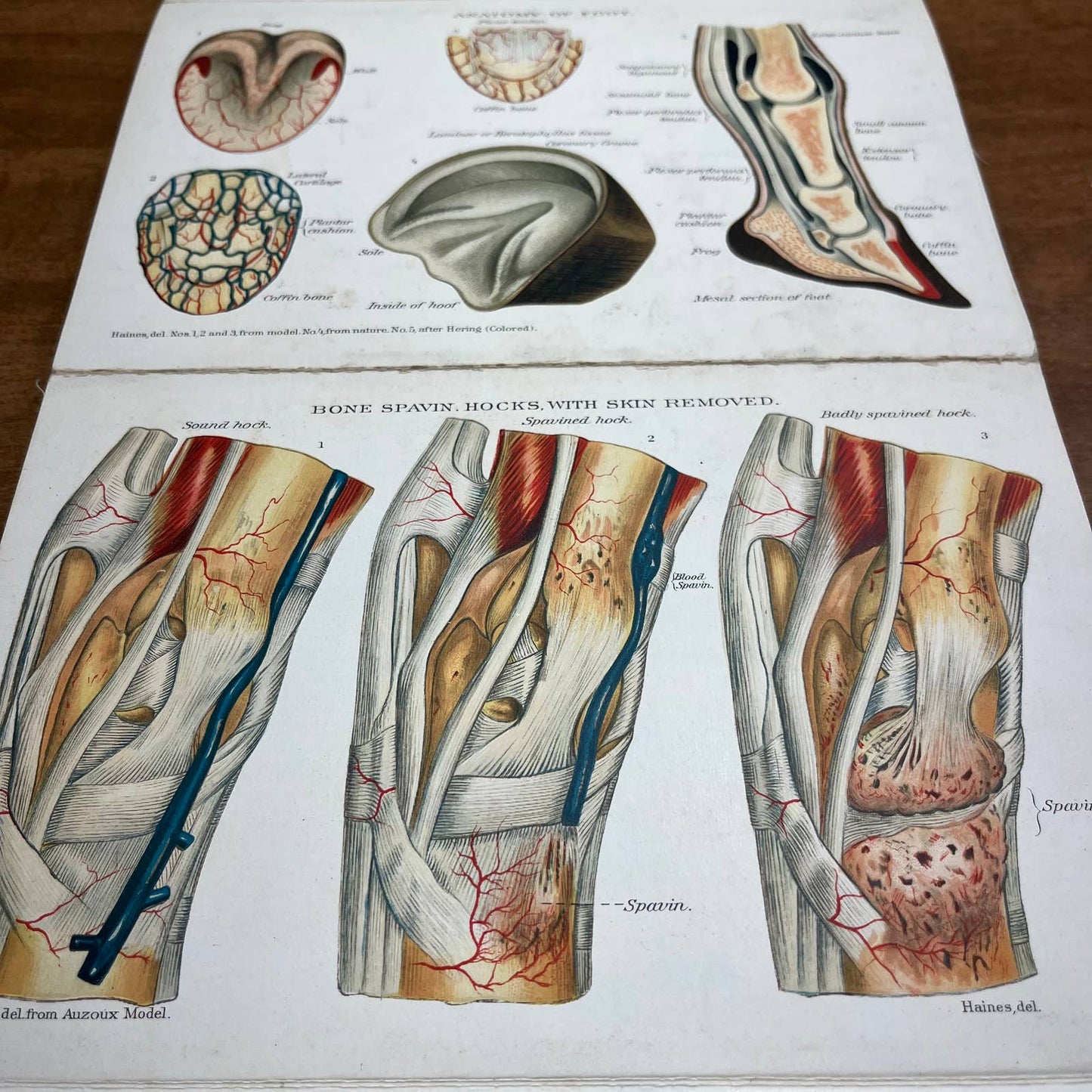 Early 1900s Anatomy of a Horse Fold Out Vibrant Lithograph 8 Panels 8 x 5” A4