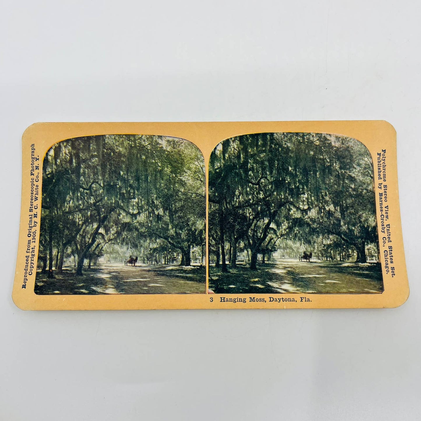 c1900 Stereoview Card Horse & Carriage in Hanging Moss Daytona Florida