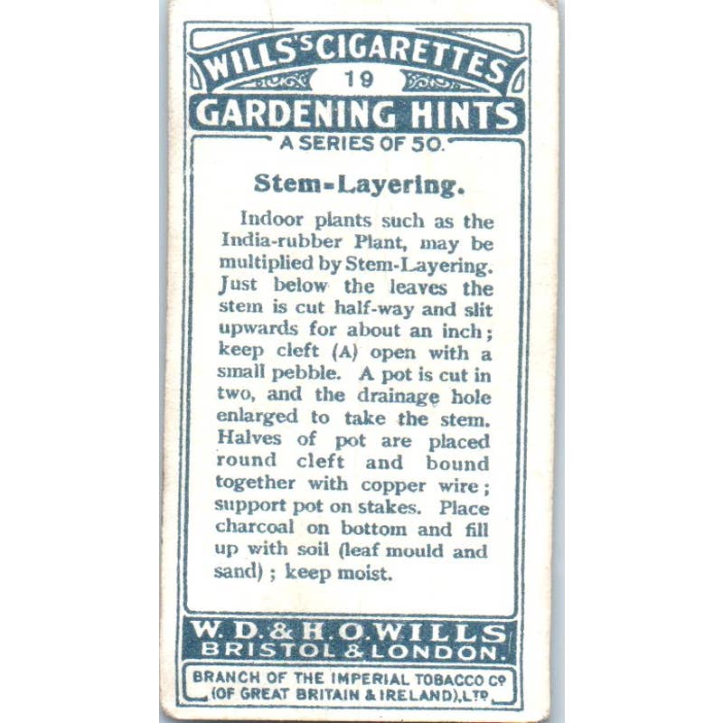 1923 Wills Cigarette Card Gardening Hints #19 Stem-Layering SE5