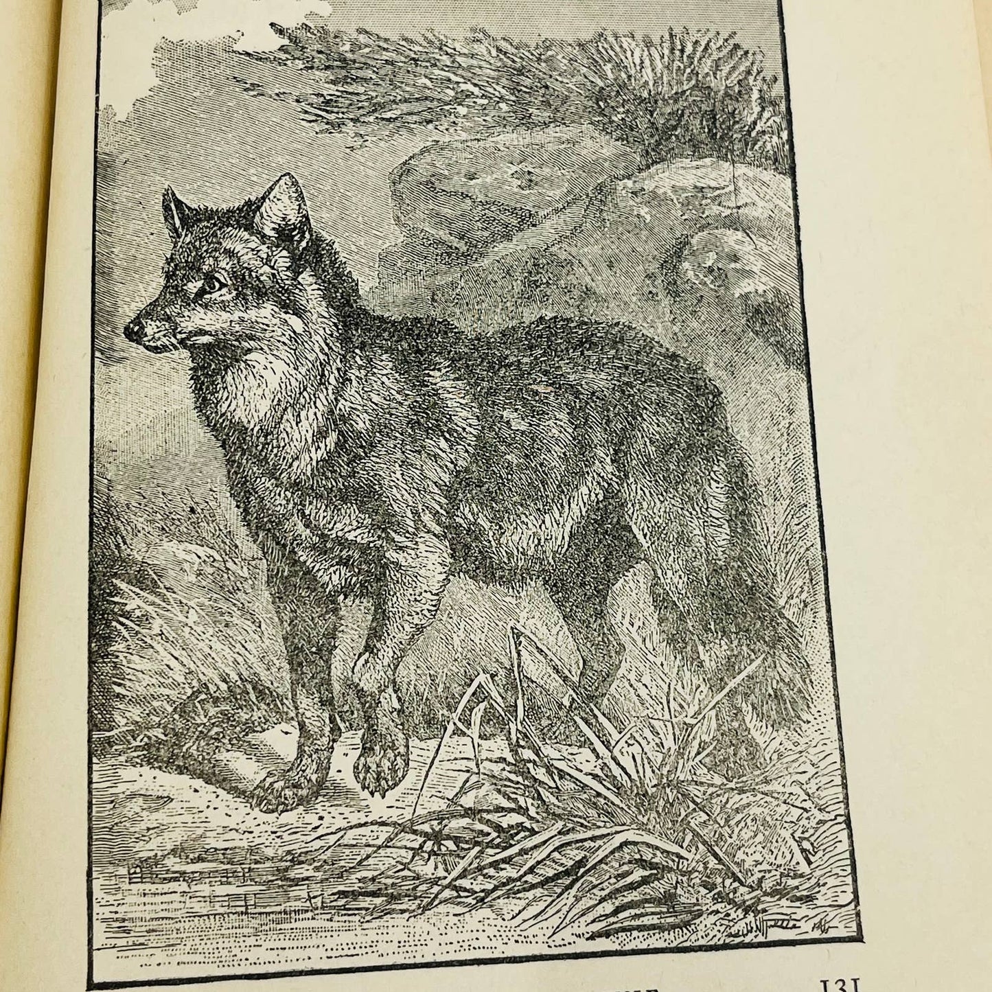 1902 Animal Stories for Little People - Children’s Book 70 Illustrations TD5