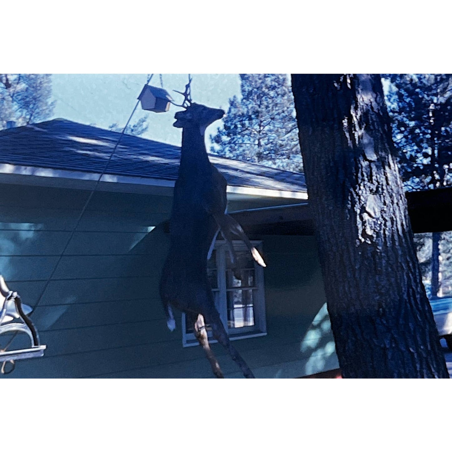 1966 Original Color Slide Deer Hunting Green Ford F150 Set of 9 2x2 TK2-S4-32