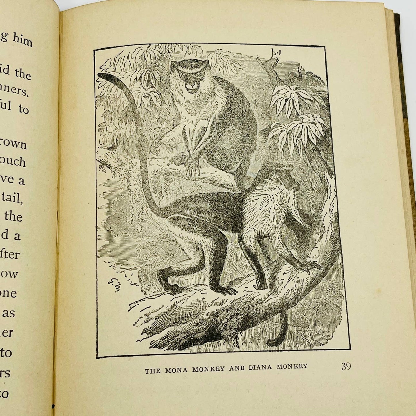 1902 Animal Stories for Little People - Children’s Book 70 Illustrations TD5