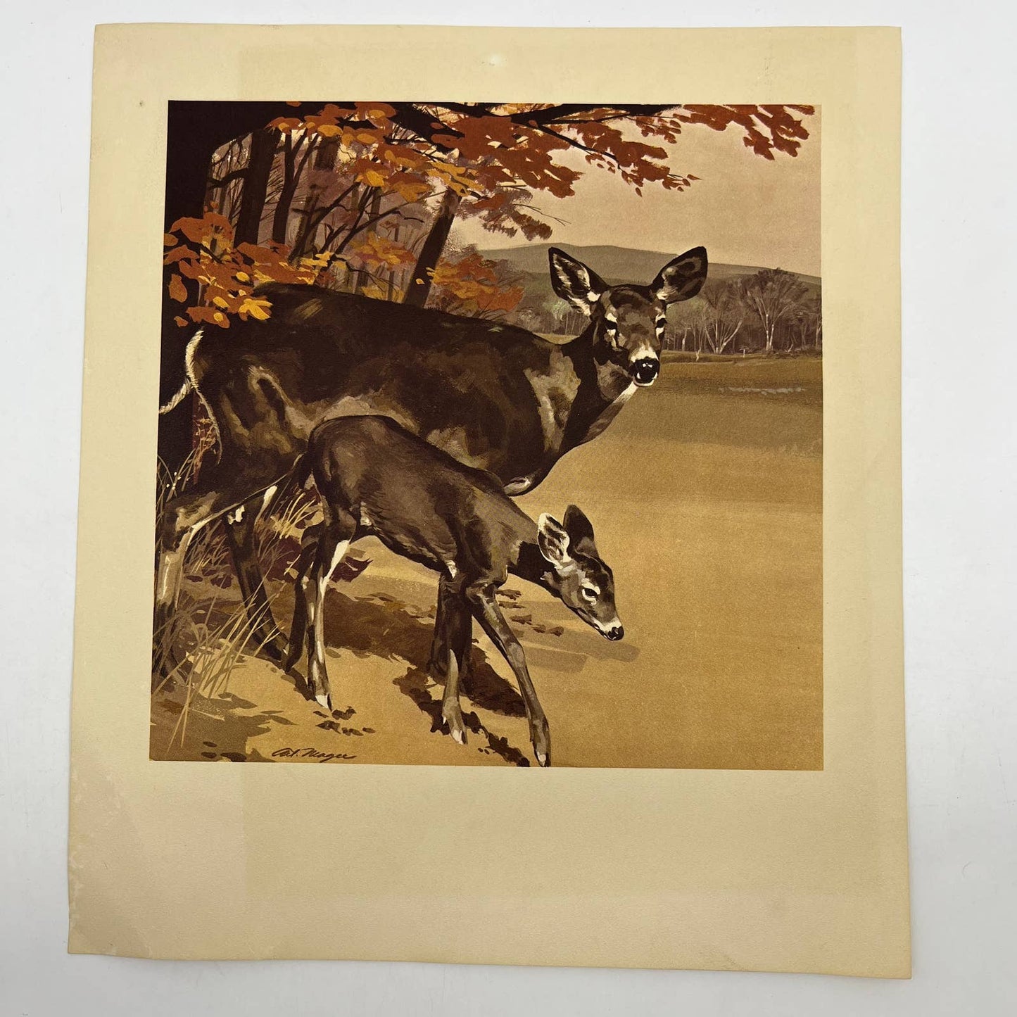 1950's Vintage Authur Magee Print First Steps w/Deer ~10x12" FL5
