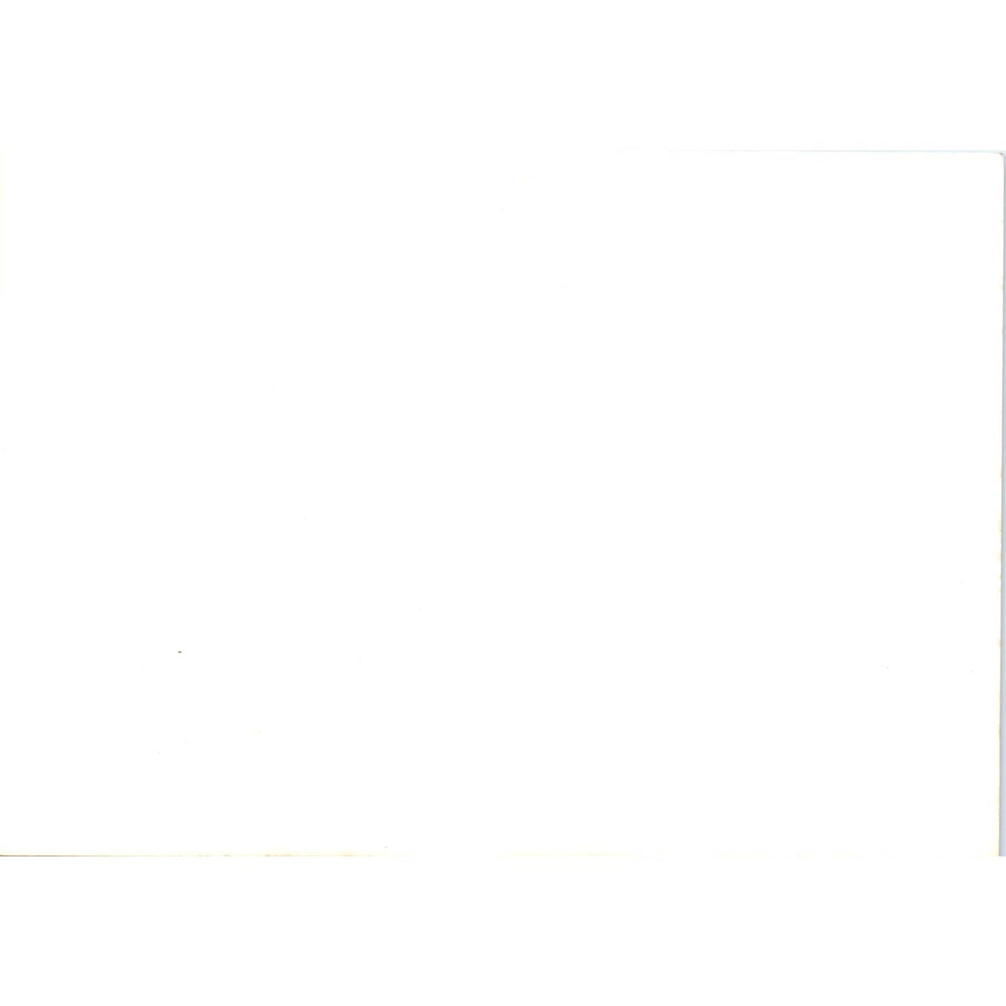 c1970 Original Photograph Waddle of Penguins in the Wild 5x7" AD6