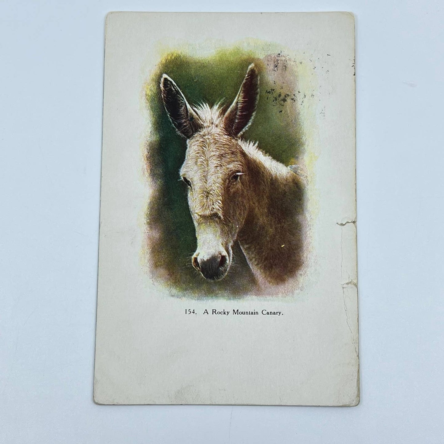 1907 Post Card Rocky Mountain Canary Donkey Pic SC9