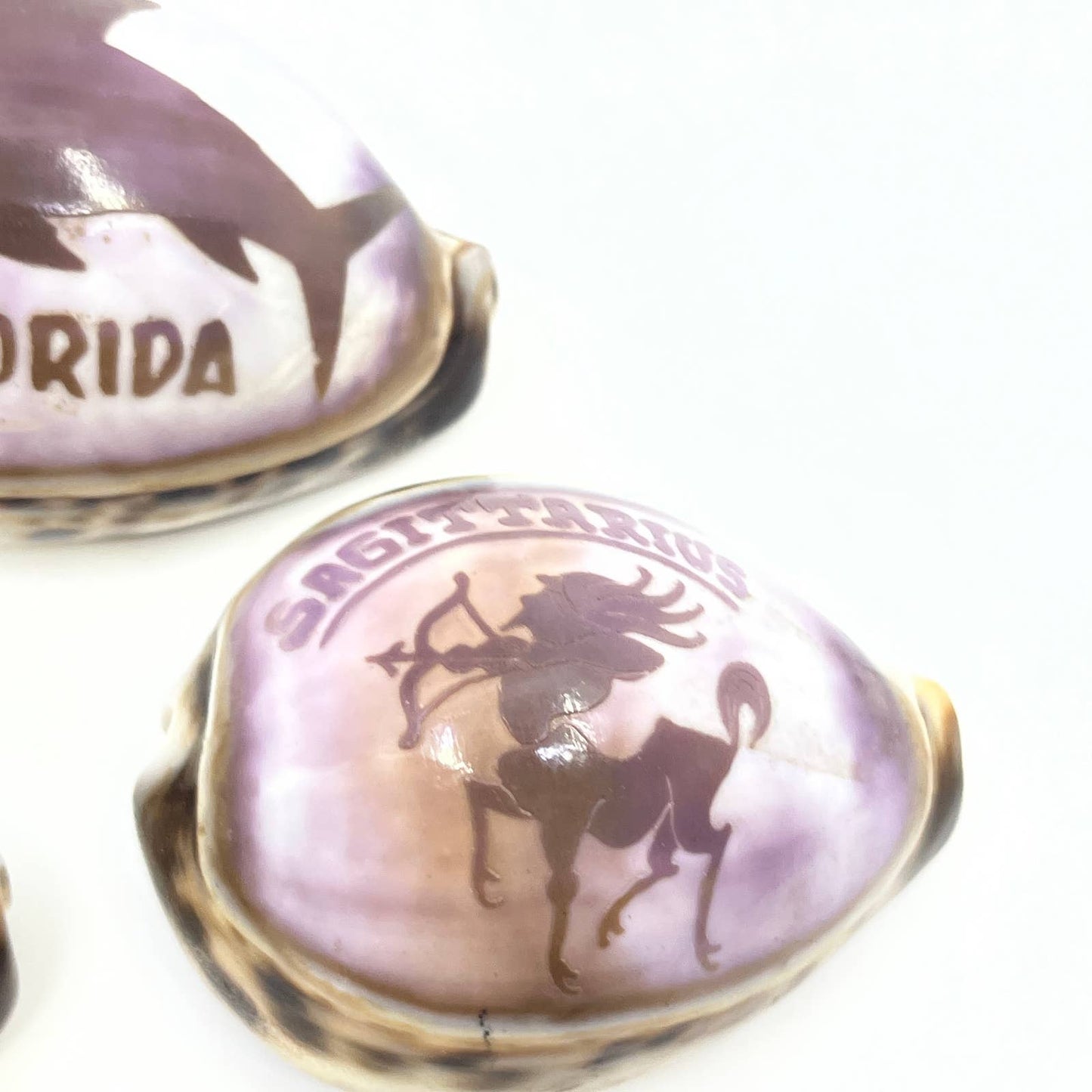 Lot Of 7 Hand Carved Tiger Cowrie Shells Hawaii Florida Panama Okinawa TG5