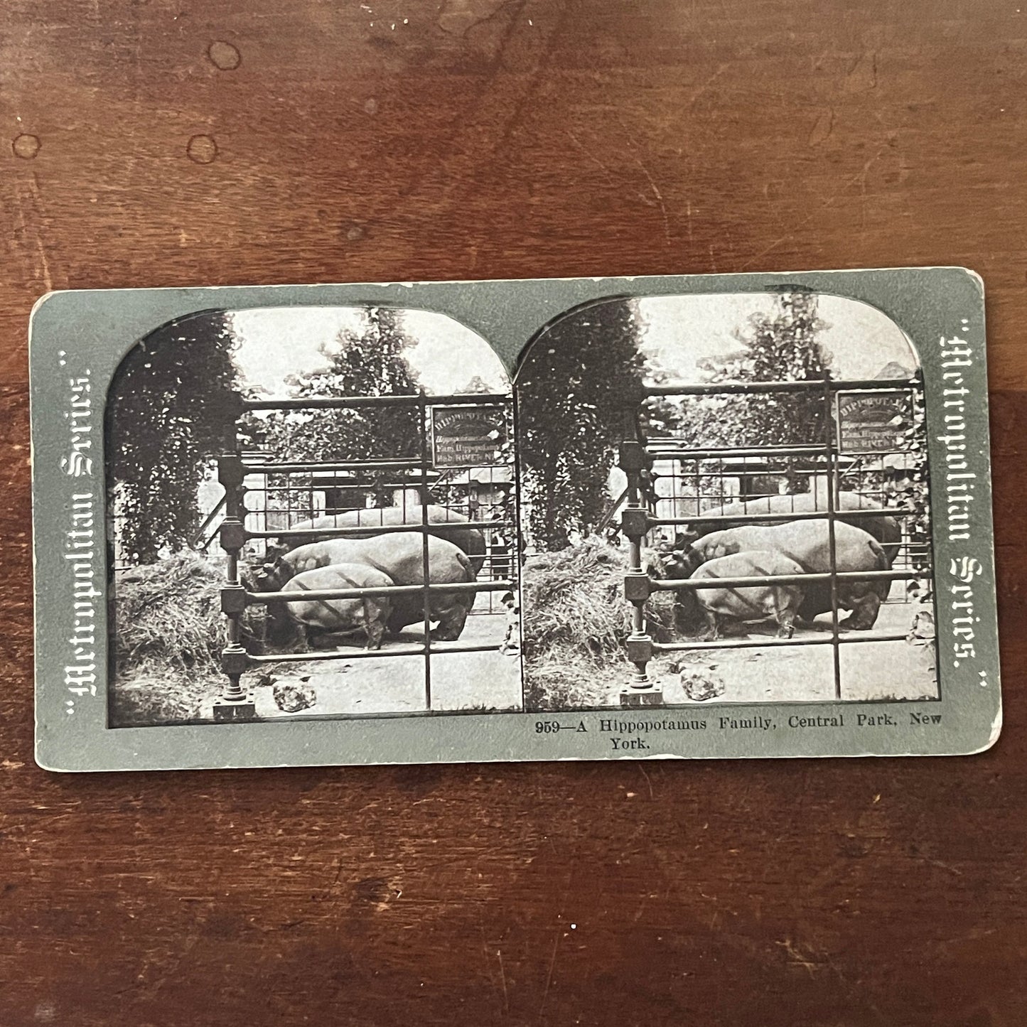 Hippopotamus Family Central Park New York Antique Stereoview Card H2-4