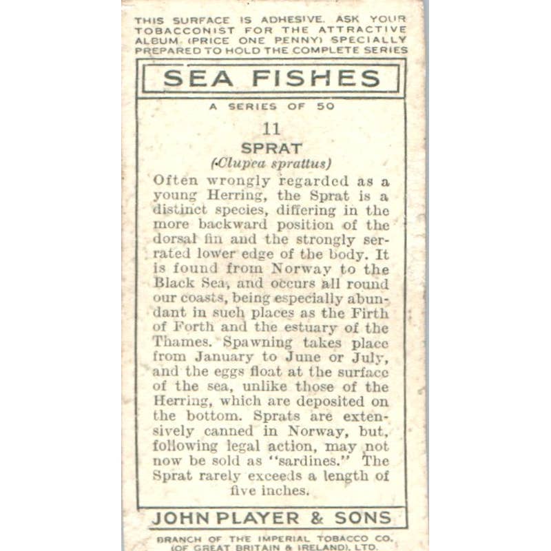 1935 Player's Cigarette Card Sea Fishes #11 Sprat SE5