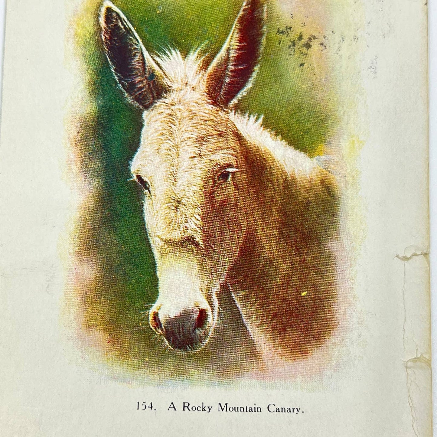 1907 Post Card Rocky Mountain Canary Donkey Pic SC9