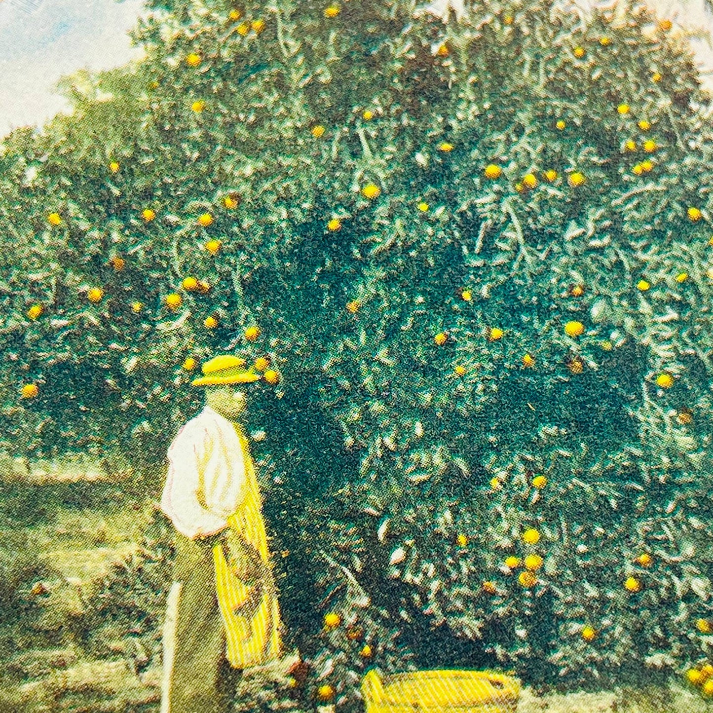 1905 Stereoview Card African American Man in Orange Grove in Florida