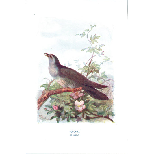 Cuckoo Bird 1903 Original Color Engraving Plate Print AD8-B6