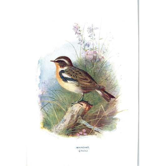 Whinchat Bird 1903 Original Color Engraving Plate Print AD8-B8