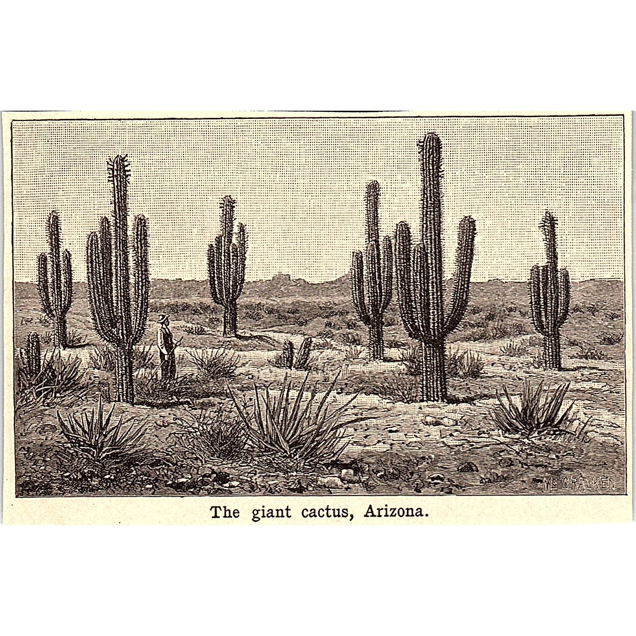 Giant Cactus in Arizona 3x4" 1901 Engraving AF6-M11