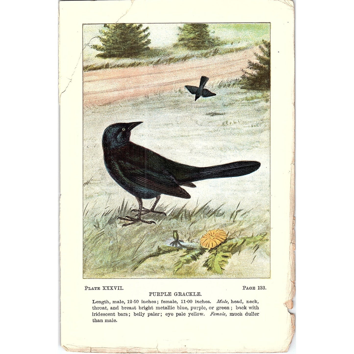 Purple Grackle Bird 1901 Original Engraving Plate AF3-11