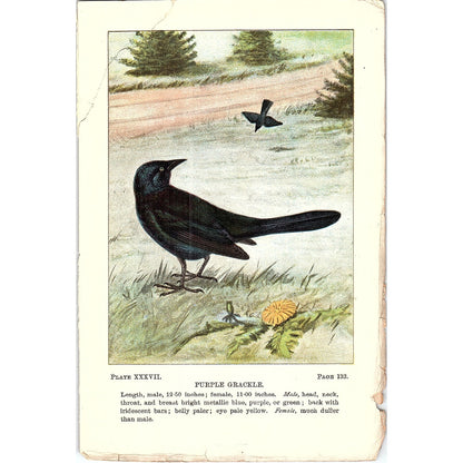 Purple Grackle Bird 1901 Original Engraving Plate AF3-11